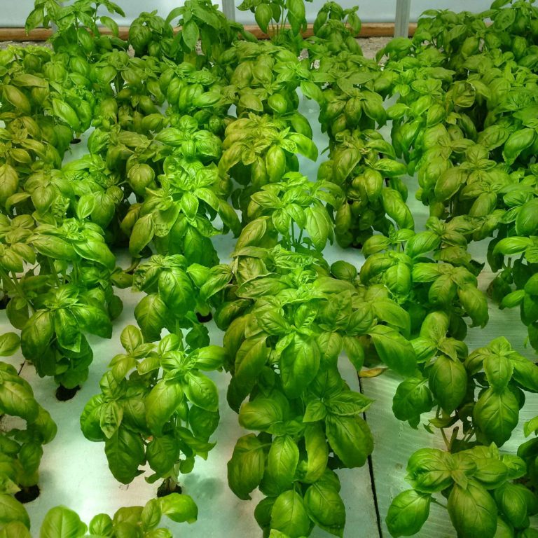 Basil for Pesto alla Genovese